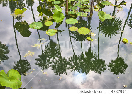 Lily Pads and Palm Tree Reflections on Echo Park Lake Los Angeles California Lily Pads and Palm Tree Reflections on Echo Park Lake Los Angeles California 142879941