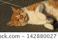 A playful boss cat looking directly at the camera and acting affectionate. 142880027