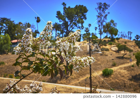 White Blossoms and Dry Hillside Trail with Palm Trees in California Sunlight White Blossoms and Dry Hillside Trail with Palm Trees in California Sunlight 142880096