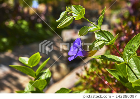 Purple Flower with Green Leaves in Sunlit Garden at The Getty Center Purple Flower with Green Leaves in Sunlit Garden at The Getty Center 142880097