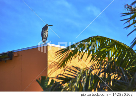 Blue Heron on Orange Building with Palm Leaves and Bright Sky in Los Angeles Blue Heron on Orange Building with Palm Leaves and Bright Sky in Los Angeles 142880102