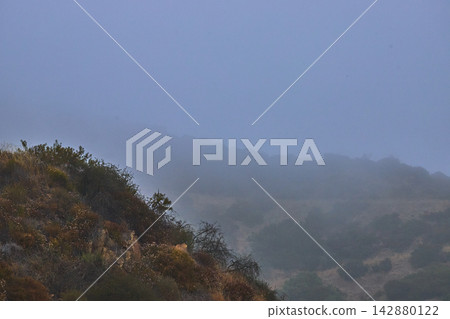 Foggy Hillside and Wild Vegetation in Griffith Park California at Dusk Foggy Hillside and Wild Vegetation in Griffith Park California at Dusk 142880122