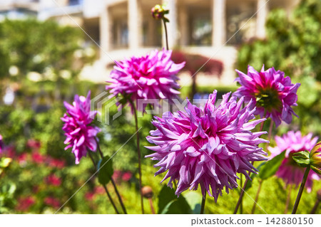 Pink Dahlia Flowers in Bloom at The Getty Center Garden Los Angeles California Pink Dahlia Flowers in Bloom at The Getty Center Garden Los Angeles California 142880150