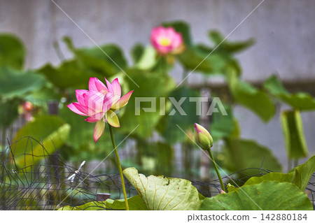 Pink Lotus Flower and Bud Among Green Lily Pads in Urban Park Setting Pink Lotus Flower and Bud Among Green Lily Pads in Urban Park Setting 142880184