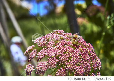 Bee Pollinating Pink Flower in Sunlit Garden Close Up Bee Pollinating Pink Flower in Sunlit Garden Close Up 142880189