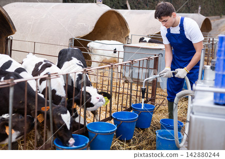 Farmer man feeds calves at dairy cow farm Farmer man feeds calves at dairy cow farm 142880244