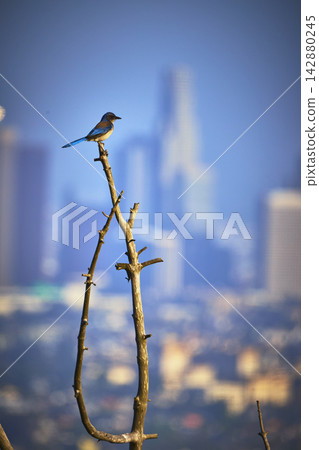 Blue Bird on Bare Branch with Los Angeles Skyline in Soft Focus Background Blue Bird on Bare Branch with Los Angeles Skyline in Soft Focus Background 142880245