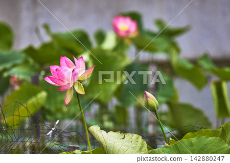 Pink Lotus Flower and Bud with Green Lily Pads in Soft Focus Nature Scene Pink Lotus Flower and Bud with Green Lily Pads in Soft Focus Nature Scene 142880247