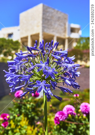 Purple Flower Close Up with Modern Architecture and Garden at The Getty Center 142880259