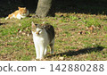 A tabby and white cat guards its boss while he takes a nap. 142880288
