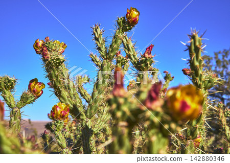 Cactus Flower Bloom Close Up in Bright Desert Sunlight with Blue Sky Cactus Flower Bloom Close Up in Bright Desert Sunlight with Blue Sky 142880346