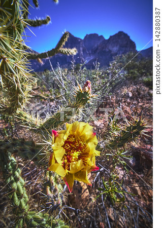 Cactus Flower Blooming in Desert Sun with Red Rock Formations in Background Cactus Flower Blooming in Desert Sun with Red Rock Formations in Background 142880387