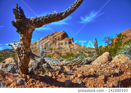 Desert Cactus Skeleton and Red Rock Formations in Sunlit Nevada Landscape Desert Cactus Skeleton and Red Rock Formations in Sunlit Nevada Landscape 142880393