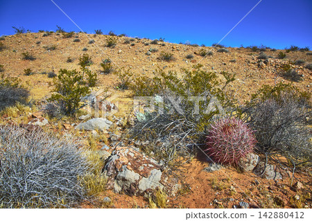 Fire Barrel Cactus and Desert Shrubs on Rocky Hill Under Clear Blue Sky Fire Barrel Cactus and Desert Shrubs on Rocky Hill Under Clear Blue Sky 142880412