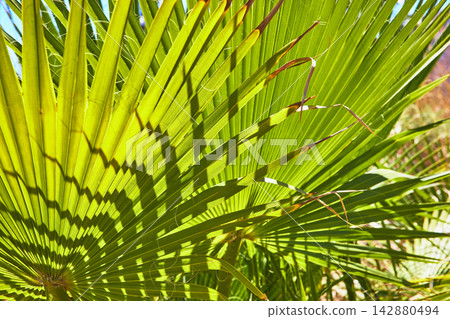 Green Fan Palm Leaf Texture in Bright Sunlight Green Fan Palm Leaf Texture in Bright Sunlight 142880494