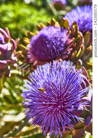 Artichoke Flower With Bee In Vibrant Bloom Macro Garden Nature Detail Artichoke Flower With Bee In Vibrant Bloom Macro Garden Nature Detail 142880579
