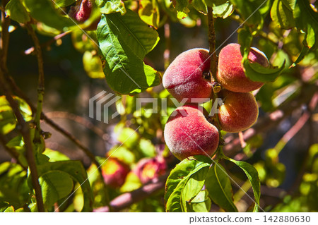 Ripe Peaches on Branch with Lush Green Leaves in Sunlight at Springs Preserve Las Vegas Ripe Peaches on Branch with Lush Green Leaves in Sunlight at Springs Preserve Las Vegas 142880630