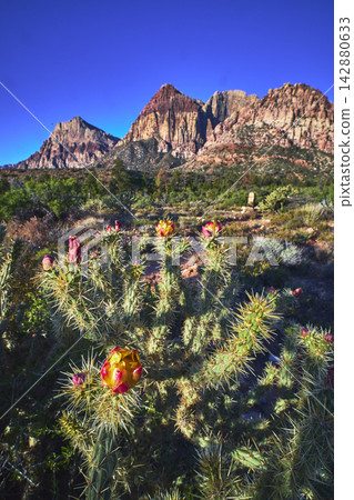 Blooming Cactus Flower with Red Rock Canyon Mountains and Desert Landscape Blooming Cactus Flower with Red Rock Canyon Mountains and Desert Landscape 142880633
