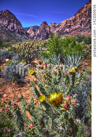 Cactus Flower Bloom and Desert Vegetation Against Rugged Red Rock Canyon Landscape Cactus Flower Bloom and Desert Vegetation Against Rugged Red Rock Canyon Landscape 142880656