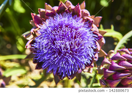 Vivid Purple Artichoke Flower Macro with Spiky Petals and Lush Green Foliage Detail Vivid Purple Artichoke Flower Macro with Spiky Petals and Lush Green Foliage Detail 142880673