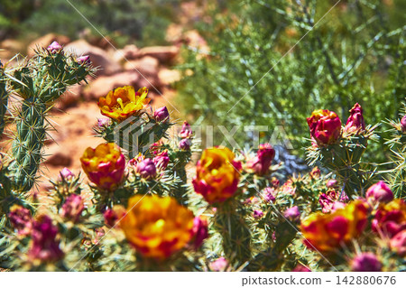 Cactus Flower Bloom Close Up with Yellow Orange Petals and Spines in Desert Sunlight 142880676