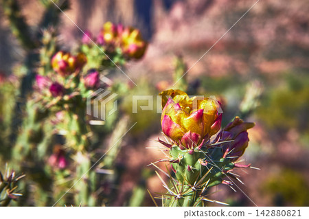 Cactus Flower in Bloom with Spines and Desert Background in Vibrant Sunlight Cactus Flower in Bloom with Spines and Desert Background in Vibrant Sunlight 142880821