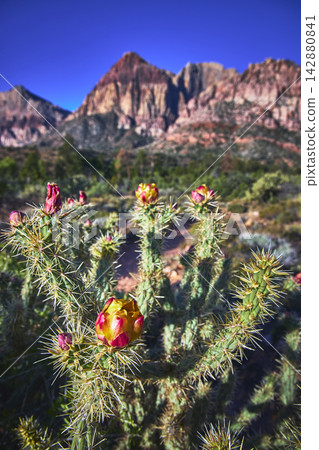 Blooming Cactus Flower Close Up with Red Rock Mountains and Desert Landscape Blooming Cactus Flower Close Up with Red Rock Mountains and Desert Landscape 142880841