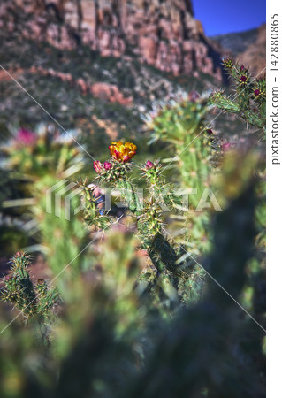 Cactus Flower Bloom with Spines and Red Rock Desert Background 142880865