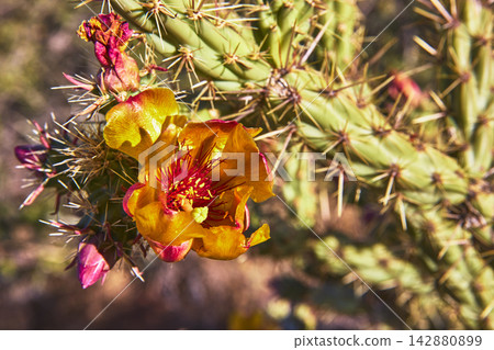 Cactus Flower Bloom with Spines and Buds in Sunlit Desert Close Up Cactus Flower Bloom with Spines and Buds in Sunlit Desert Close Up 142880899