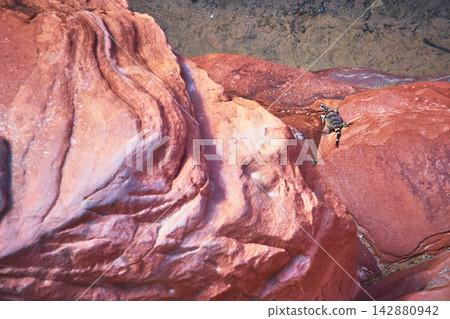 Lizard Sunbathing on Red Rock Sandstone in Desert Landscape Lizard Sunbathing on Red Rock Sandstone in Desert Landscape 142880942