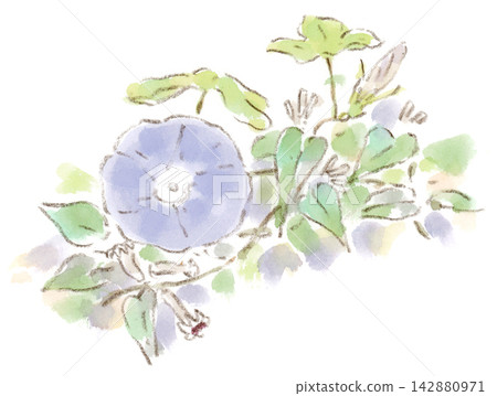 Watercolor illustration of summer and autumn plants: small blue morning glories and honeysuckle flowers. Watercolor illustration of summer and autumn plants: small blue morning glories and honeysuckle flowers. 142880971