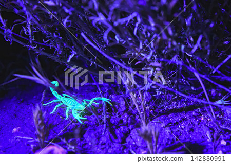 Glowing Scorpion Under Blacklight in Desert Night Close Up 142880991