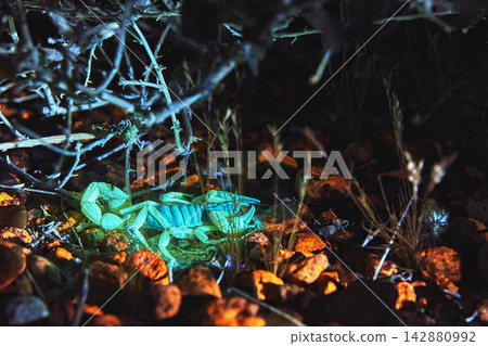 Glowing Scorpion in Desert Night with Blacklight and Rocky Terrain Glowing Scorpion in Desert Night with Blacklight and Rocky Terrain 142880992