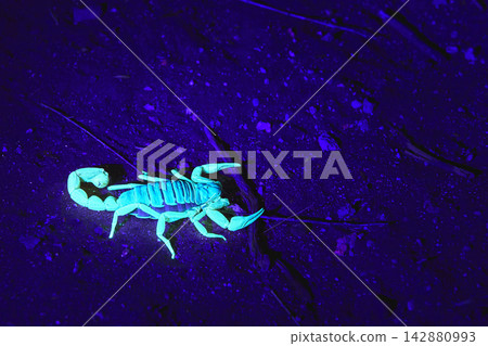 Glowing Scorpion Under Blacklight on Desert Ground at Night Showing Fluorescent Animal 142880993