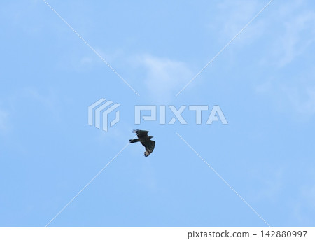 捕食鳥 142880997