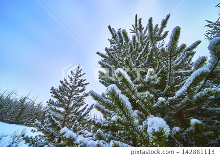 Snow Covered Pine Trees Winter Forest Blue Sky 142881113