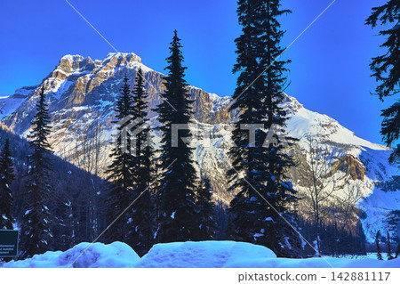 Snowy Mountain Peaks and Evergreen Forest in Winter Blue Sky Snowy Mountain Peaks and Evergreen Forest in Winter Blue Sky 142881117