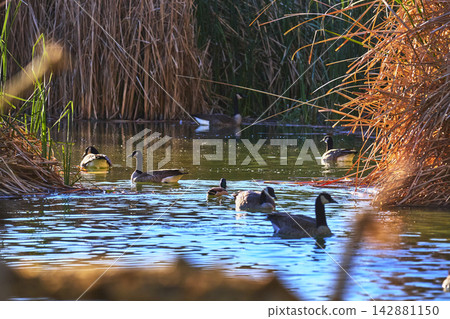 Geese Swimming Among Reeds in Tranquil Pond at Floyd Lamb Park Las Vegas Geese Swimming Among Reeds in Tranquil Pond at Floyd Lamb Park Las Vegas 142881150