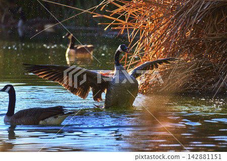 Canada Goose Spreading Wings in Sunlit Pond with Reeds and Waterfowl Canada Goose Spreading Wings in Sunlit Pond with Reeds and Waterfowl 142881151
