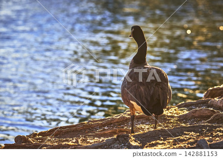 Goose Standing on Rocky Shore by Pond at Golden Hour in Tranquil Park Setting 142881153