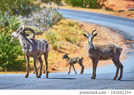 Desert Bighorn Sheep Crossing Scenic Road in Sunlit Nevada Landscape 142881154