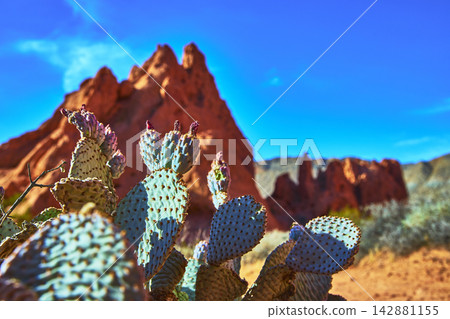 Prickly Pear Cactus and Red Rock Formations Under Bright Blue Sky in Desert Landscape Prickly Pear Cactus and Red Rock Formations Under Bright Blue Sky in Desert Landscape 142881155