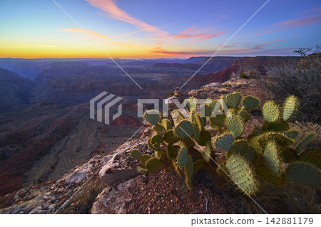 Cactus at Sunset Overlooking Grand Canyon Rim with Colorful Sky and Rugged Cliffs 142881179