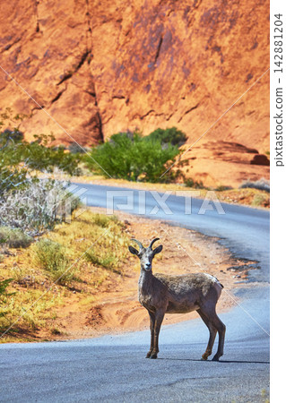 Bighorn Sheep on Desert Road in Bright Sunlight with Red Rock Cliffs Nevada Bighorn Sheep on Desert Road in Bright Sunlight with Red Rock Cliffs Nevada 142881204