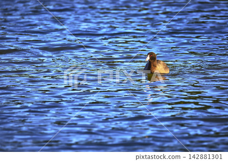 Duck Swimming on Reflective Blue Pond Water in Golden Hour Light Duck Swimming on Reflective Blue Pond Water in Golden Hour Light 142881301