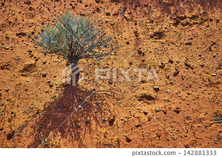 Desert Shrub and Shadow on Orange Sand Texture in Harsh Sunlight Desert Shrub and Shadow on Orange Sand Texture in Harsh Sunlight 142881333