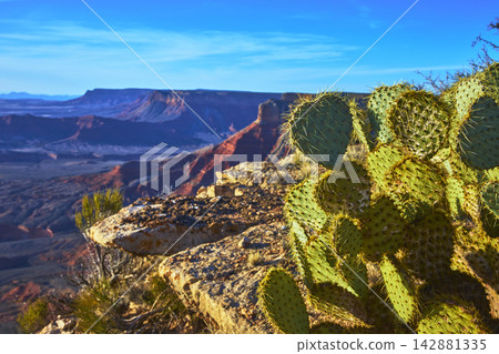 Cactus and Rocky Ledge Overlooking Grand Canyon Landscape at Twin Point Arizona Cactus and Rocky Ledge Overlooking Grand Canyon Landscape at Twin Point Arizona 142881335