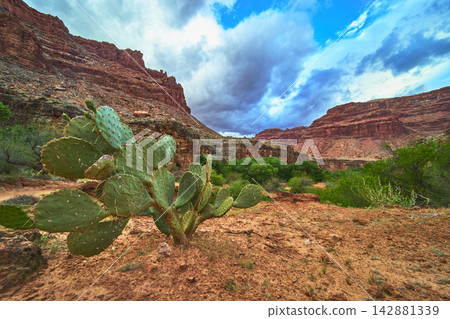 Prickly Pear Cactus Red Rock Canyon and Dramatic Sky in Arizona Desert Landscape Prickly Pear Cactus Red Rock Canyon and Dramatic Sky in Arizona Desert Landscape 142881339