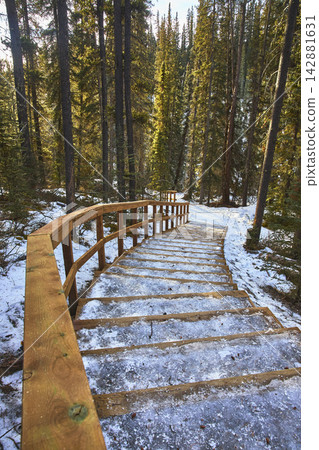 Winter Forest Trail with Snowy Wooden Stairs and Tall Evergreen Trees Winter Forest Trail with Snowy Wooden Stairs and Tall Evergreen Trees 142881631