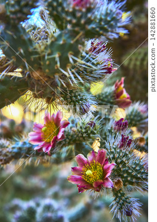 Close Up Pink Cactus Flower Blooming in Desert Garden with Spiky Green Stems Close Up Pink Cactus Flower Blooming in Desert Garden with Spiky Green Stems 142881660